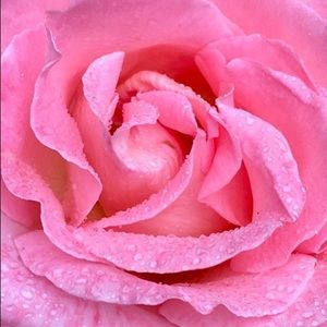 Meet your Posher, Lynn